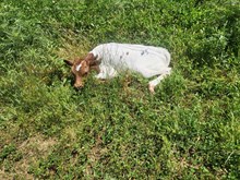 Colluder x choice heifer