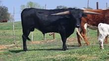 PCC RL Blackjack