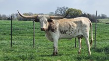 BCR Icon Kat 241