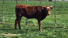 Extra Grand Bull