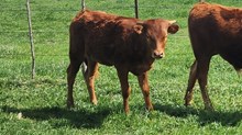 Jasmine Heifer