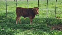 Freida Bull