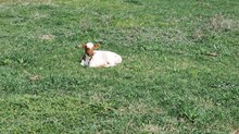 In like flinn x Pepper Bull