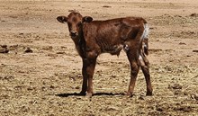 Tuff Cowboy x Vixen Bull