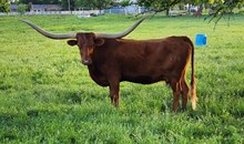 Ranger's Tari Vixen 839