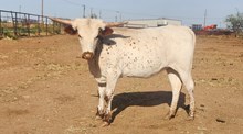 LM MISS FT WORTH SISSIE