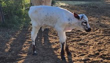 Ember Bull