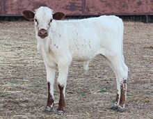 Ember Bull