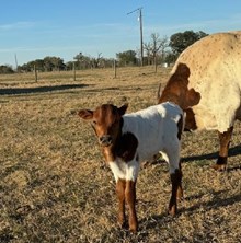 RJF DREAMN' OF TEXAS X COLLUDER TAG 601