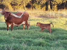 Nicole heifer