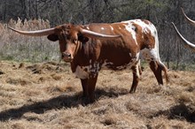 Brazos Fiona 107/22