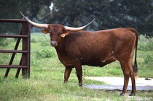 Brazos Naya 33/23