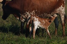 Meadowgreen Dividend x Beasts Rio Beauty