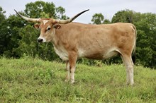 BCR PLUMA BONITA 112