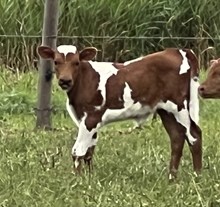 Dividend x Cleopatra Heifer Twin