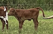 Dividend x Cleopatra Bull Twin