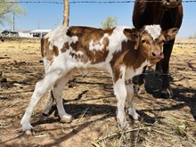 507 Heifer