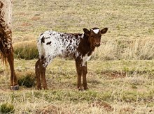 504 Heifer