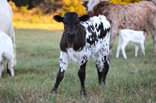 2025 Aimee Heifer