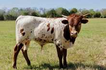 BULL RIO SHINING SUZY X HL HEADS UP