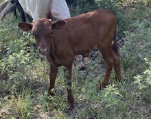 #2436 - HR Tiger Stripe x Ironman HR