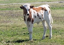 Dusty Ringer x Catchit Blue star heifer