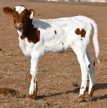 Colluder X Dragon Ice Heifer