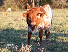 Ironman's Perfect Hope