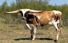 Sharp Dressed Man JB