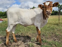 Penelope DSM